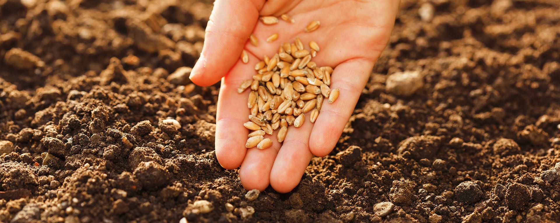 Районы выращивания зернобобовых культур. Посев зерна. Посев пшеницы. Семенной и посадочный материал. Семена для посадки.