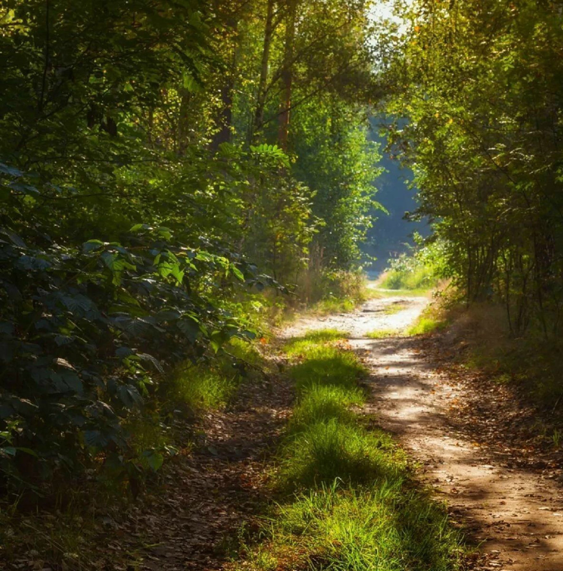 Лесная дорожка картинки