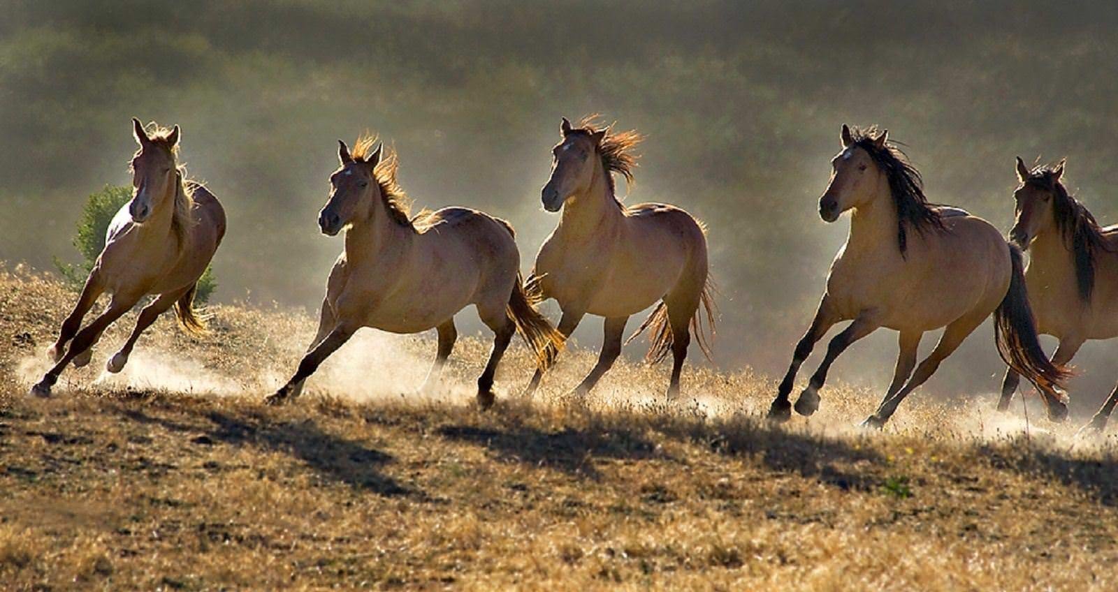Мустанги дикие лошади. Дикие лошади Мустанги в дикой природе. Мустанги лошади в дикой природе. Мустанги лошади табун. Табун диких лошадей мустангов.