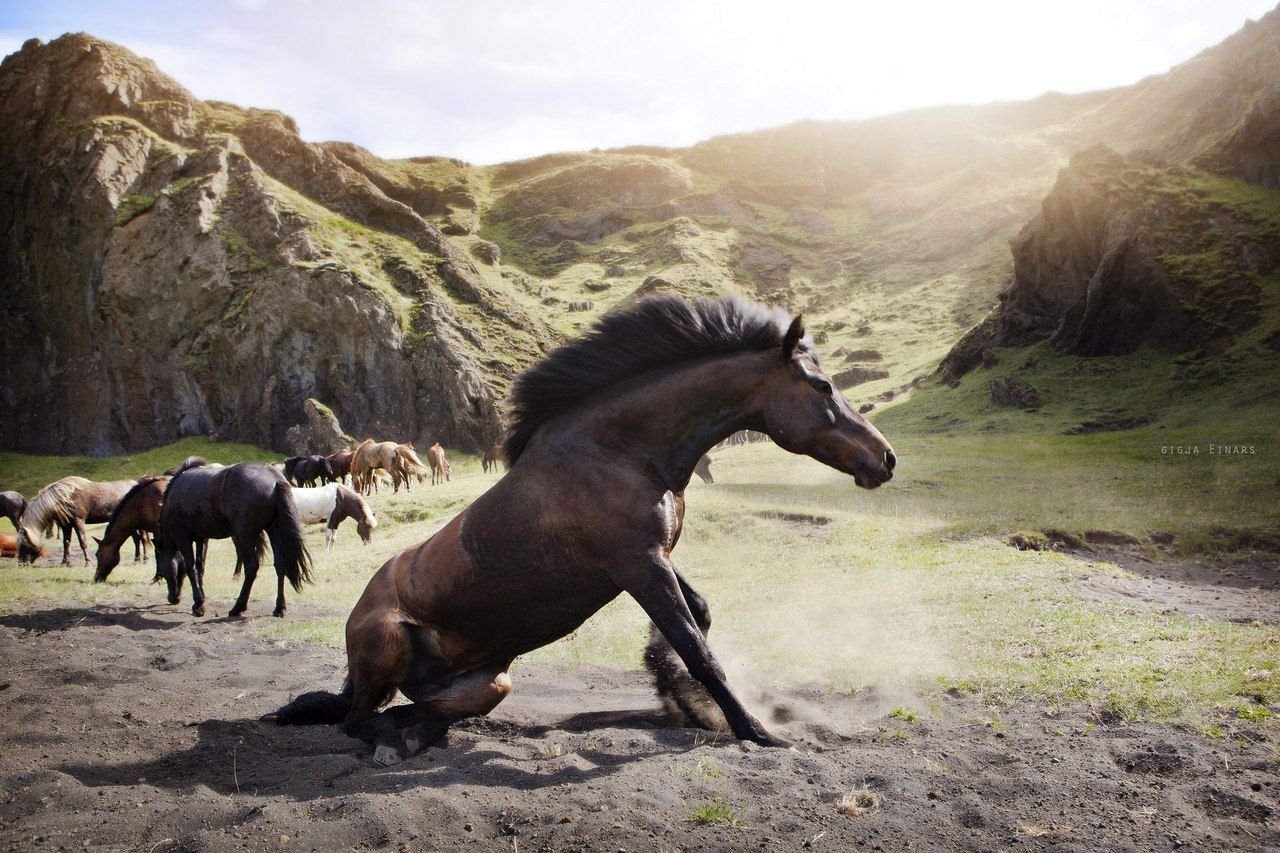 Про дикий лошадей. Дикие лошади Исландии. Дикие лошади в природе. Лошади на природе. Исландия лошади природа.