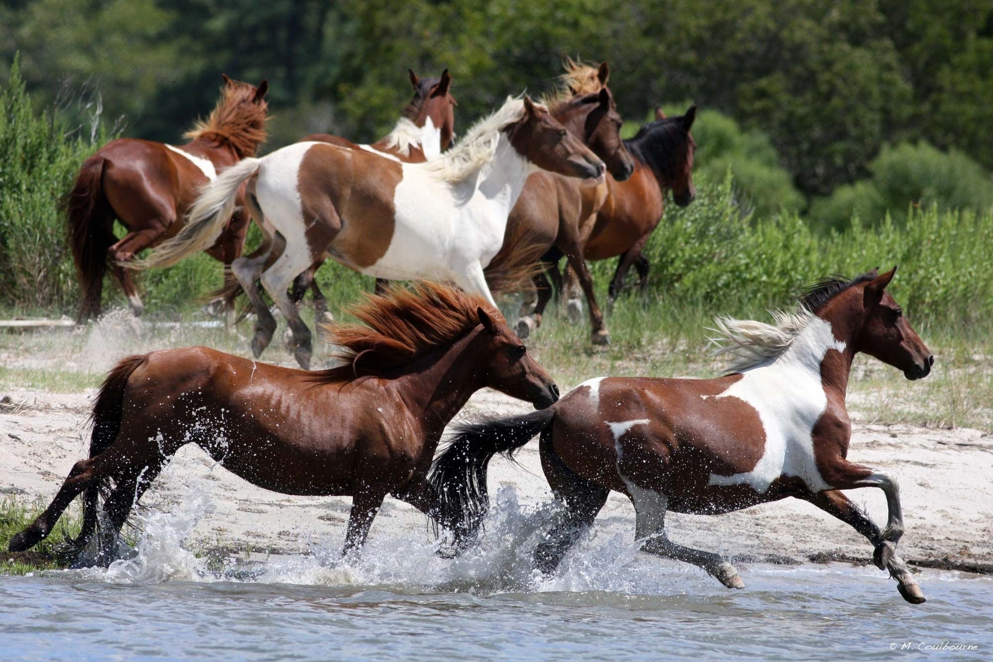 Wild horses. Табун диких лошадей. Мустанги Дикие лошади. Мустанги лошади в дикой природе. Табун мустангов.