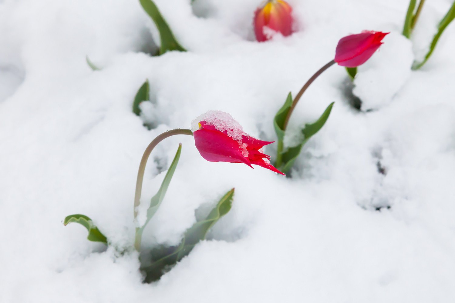 Картинки цветов в снегу. Цветы под снегом. Весенние цветы в снегу. Красивые весенние цветы на снегу.