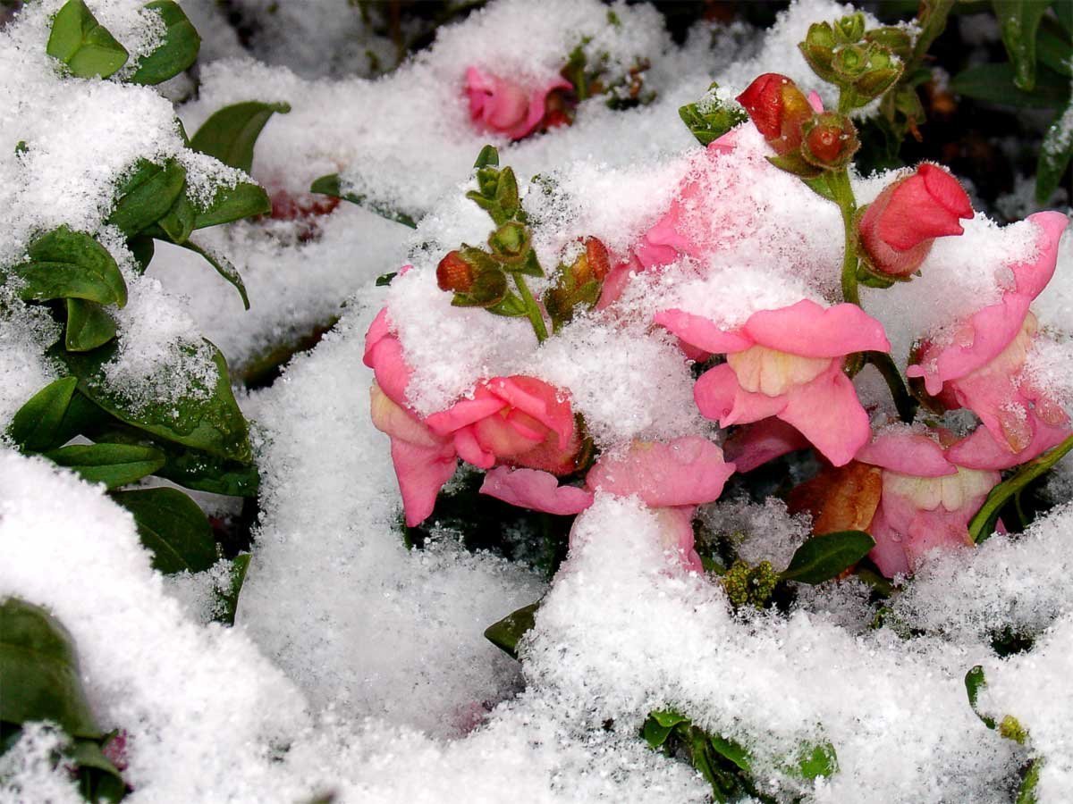 Картинки цветов в снегу