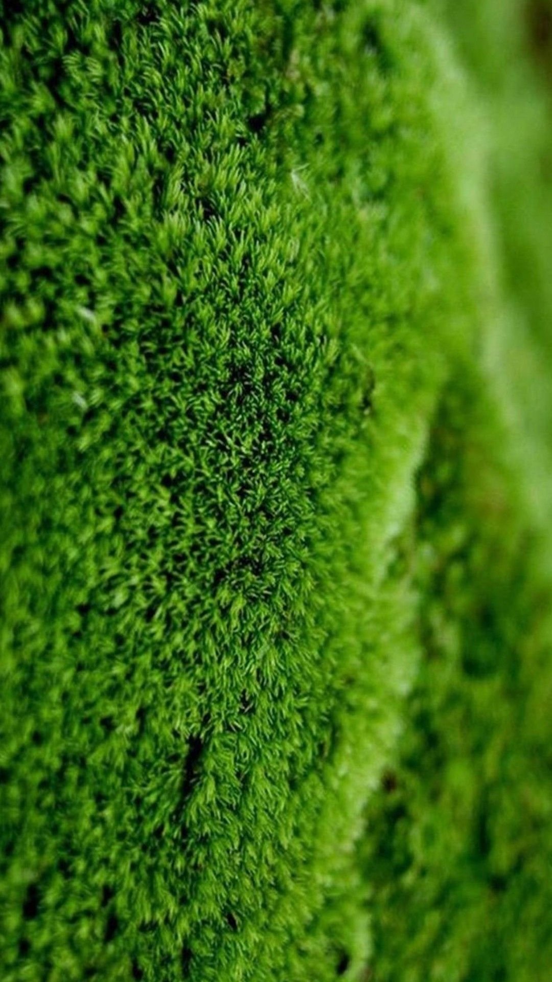 цвет зеленый мох фото