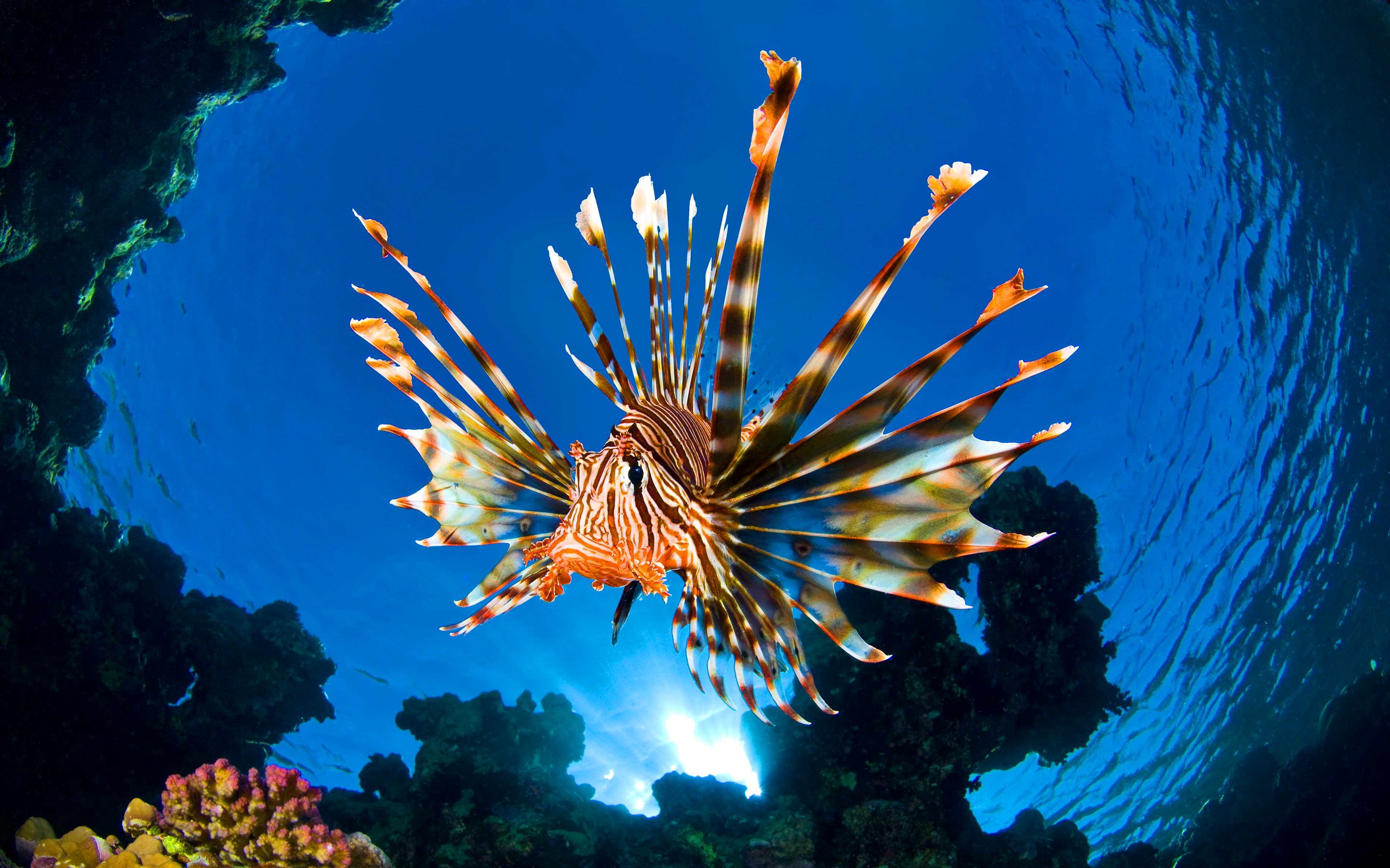 Lionfish deepwoken. Рыба крылатка в Красном море. Рыба крылатка Египет. Крылатка рыба Мальдивы. Крылатка рыба в тихом океане.