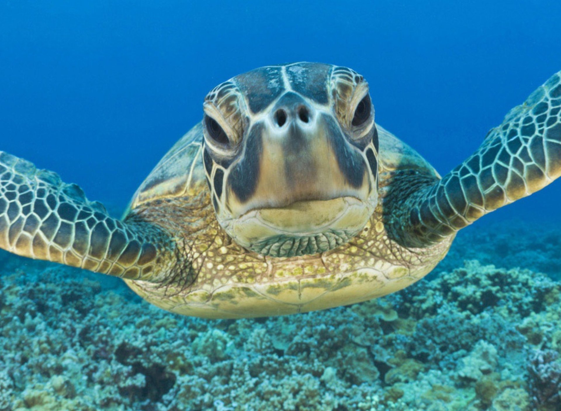 Морские обитатели морская черепаха. Морская черепаха. Египет красное море черепаха. Черепаха в океане. Красивые черепахи.