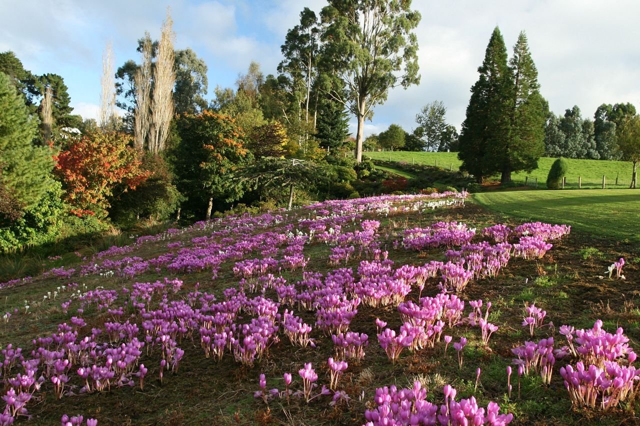 Красота растений 2 класс окружающий. Сад Maple Glen Garden, новая Зеландия. Астильба в долине реки клена частный сад в Саутленд новая Зеландия. Долина реки клена - частный сад в Саутленд, новая Зеландия. Парк Саутленд Зеландия.