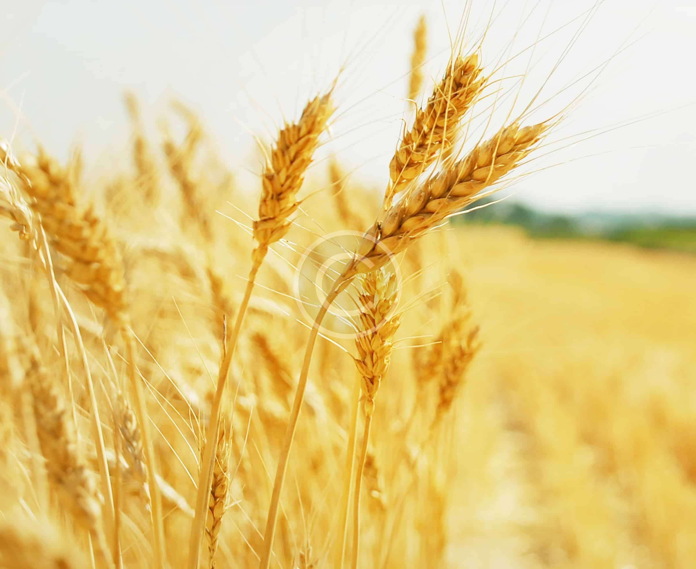 Пшеничный фон. Поле пшеницы. Поле с колосками. Колосья пшеницы. Сельское хозяйство.