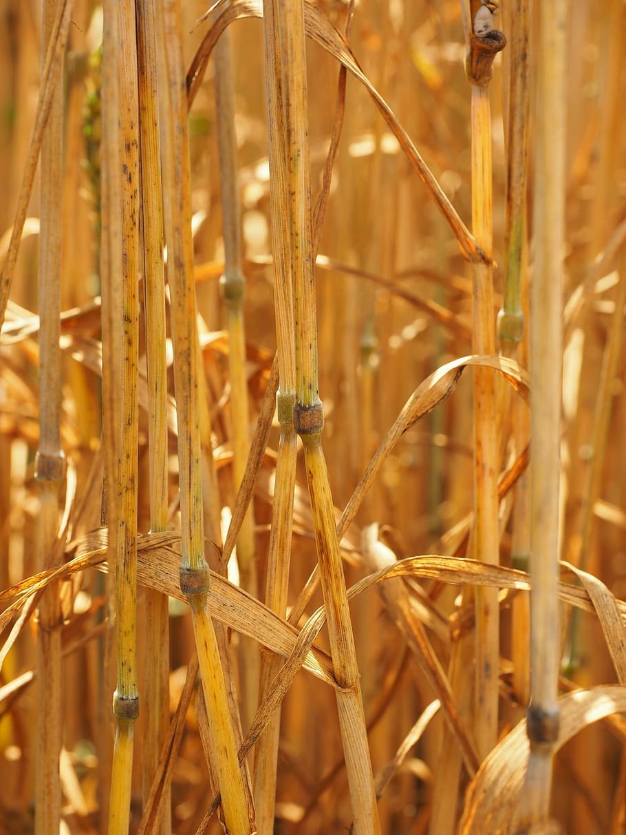 Лист пшеницы (39 фото)