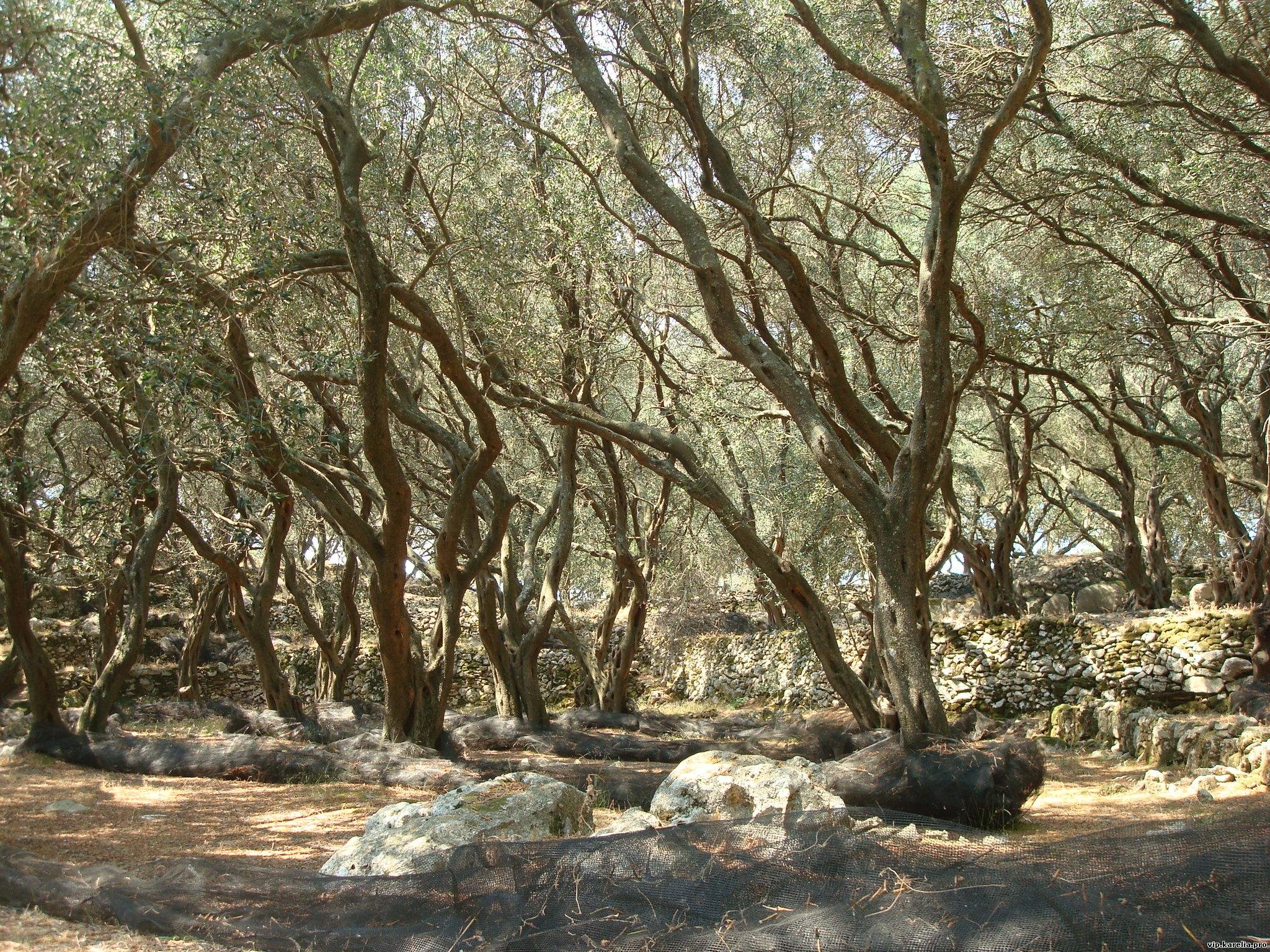 Древняя Греция оливко роща