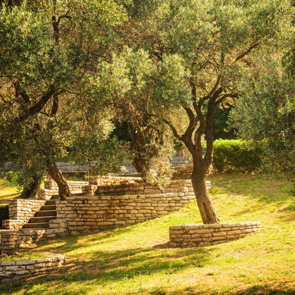 Оливковый сад в древней Греции
