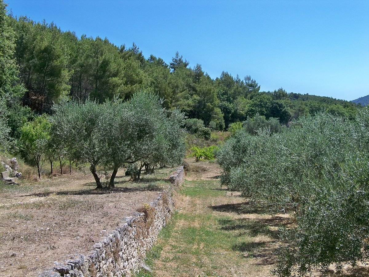 Оливковые Рощи в Калабрии