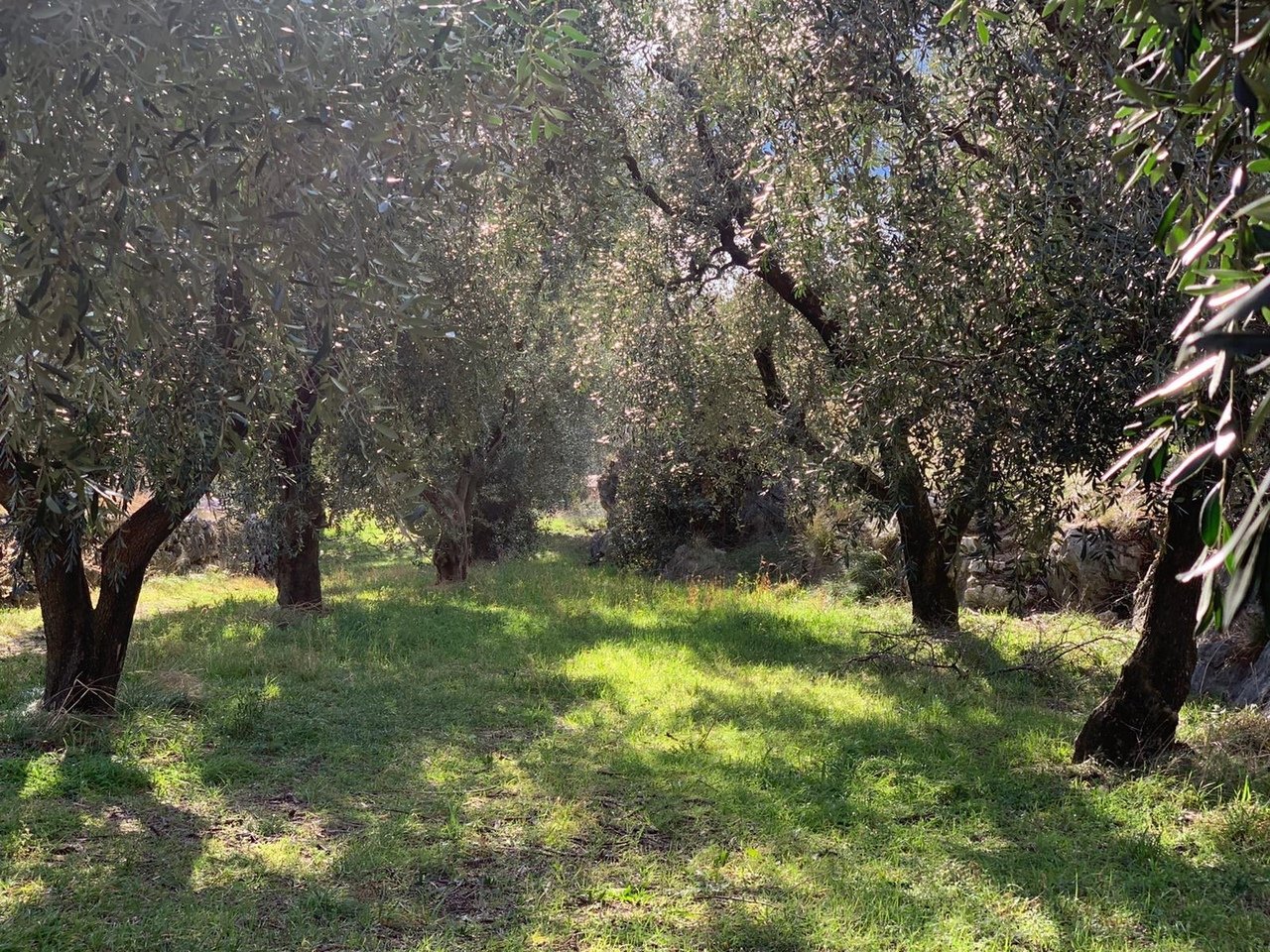 Сиена Италия оливковые Рощи
