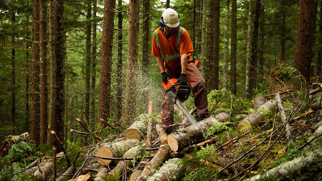 Заготовка древесины в лесу