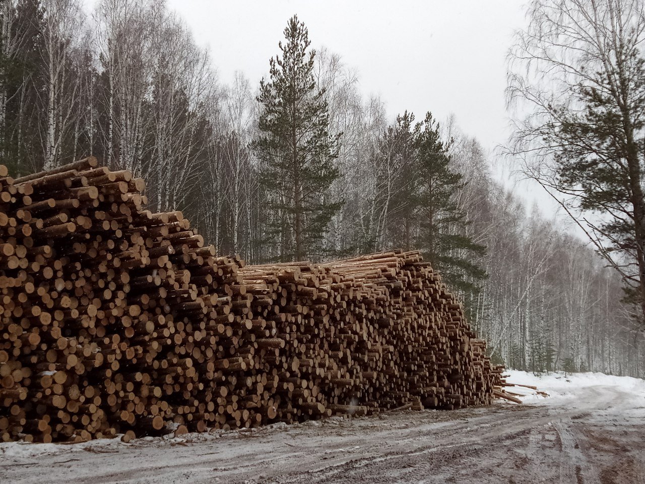 Лесное хозяйство это. Вырубка лесов в Свердловской области. Лесхозы Свердловской области. Незаконная вырубка леса Свердловской области. Лесное хозяйство Свердловской области.