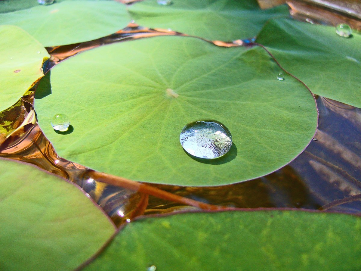 Попав в листья вода с поверхности. Листья лотоса. Листок лотоса. Лист кувшинки. Капли воды на листьях кувшинки.