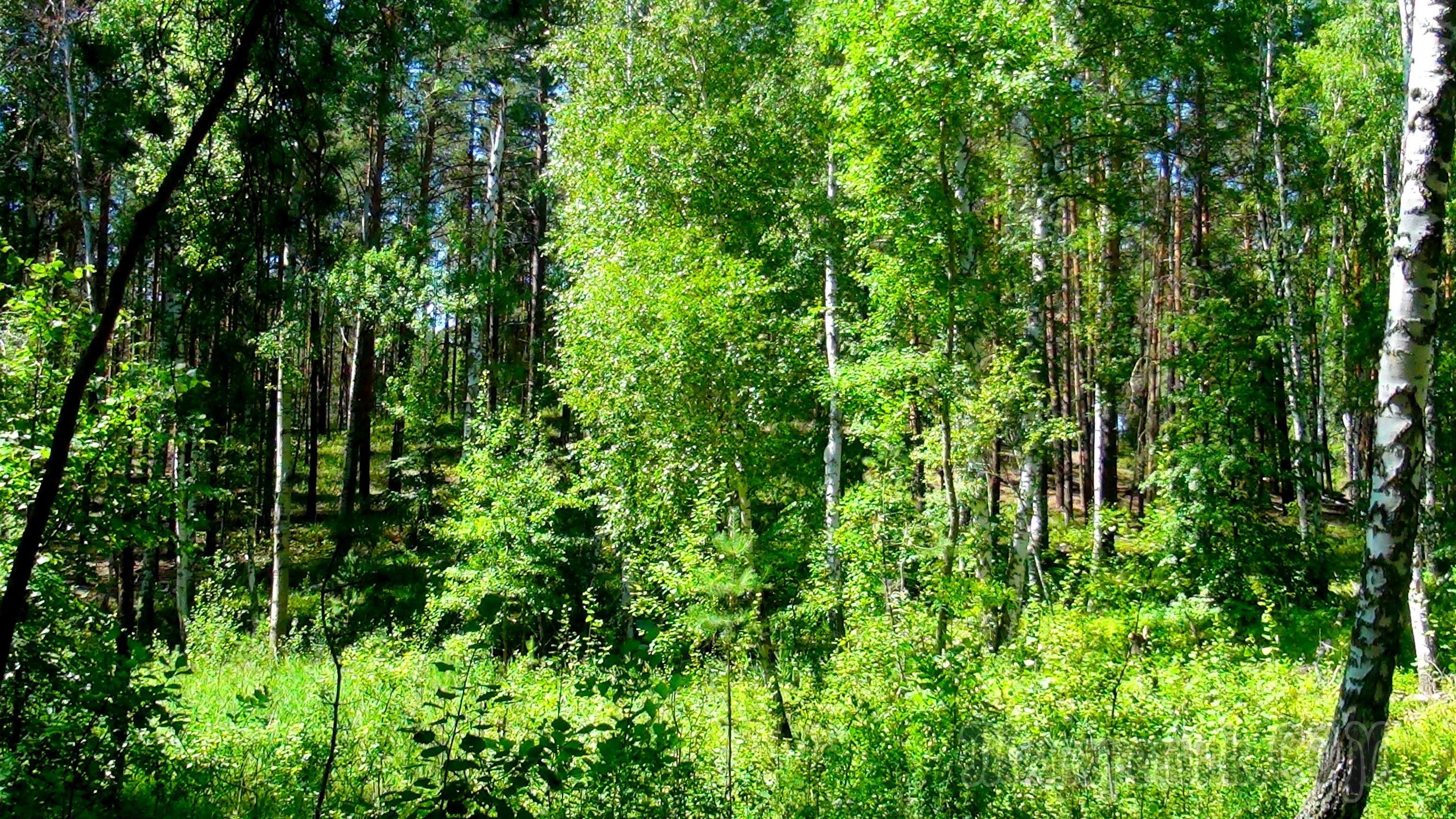 национальный парк бузулукский бор