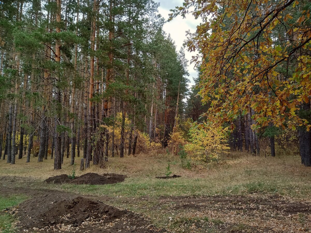 национальный парк бузулукский бор