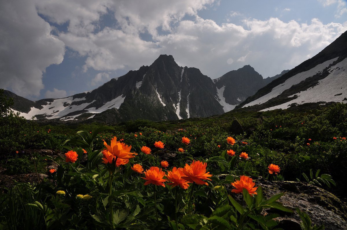 Растения кузбасса фото