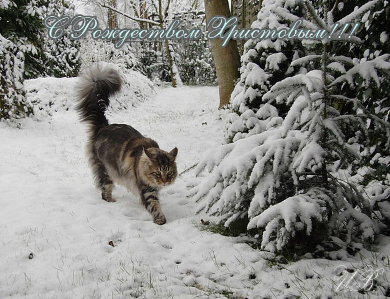 Котик в зимнем лесу