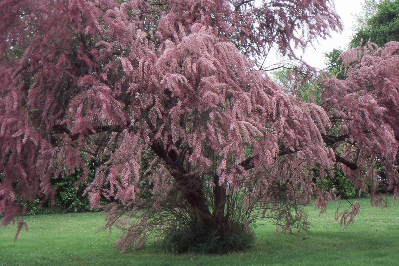 Дерево с розовыми ветками. Тамарикс rubra. Тамарикс многоветвистый. Тамарикс Рамосиссима. Тамарикс четырехтычинковый.