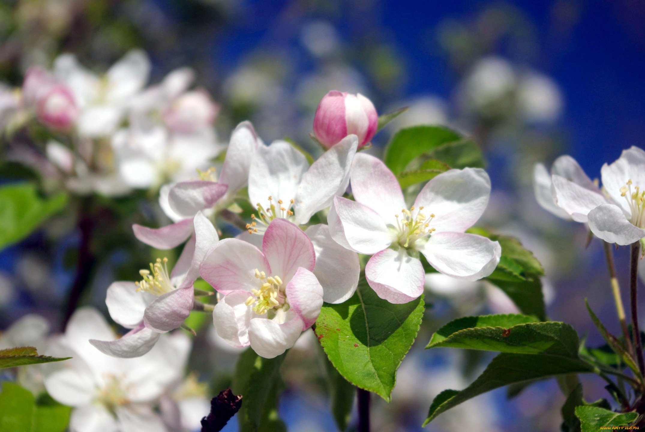 Яблоки цветы весны. Цветущая яблоня. Яблоневый цвет Malus. Ветка яблони - Яблоневая ветка. Яблоня Баттербол.