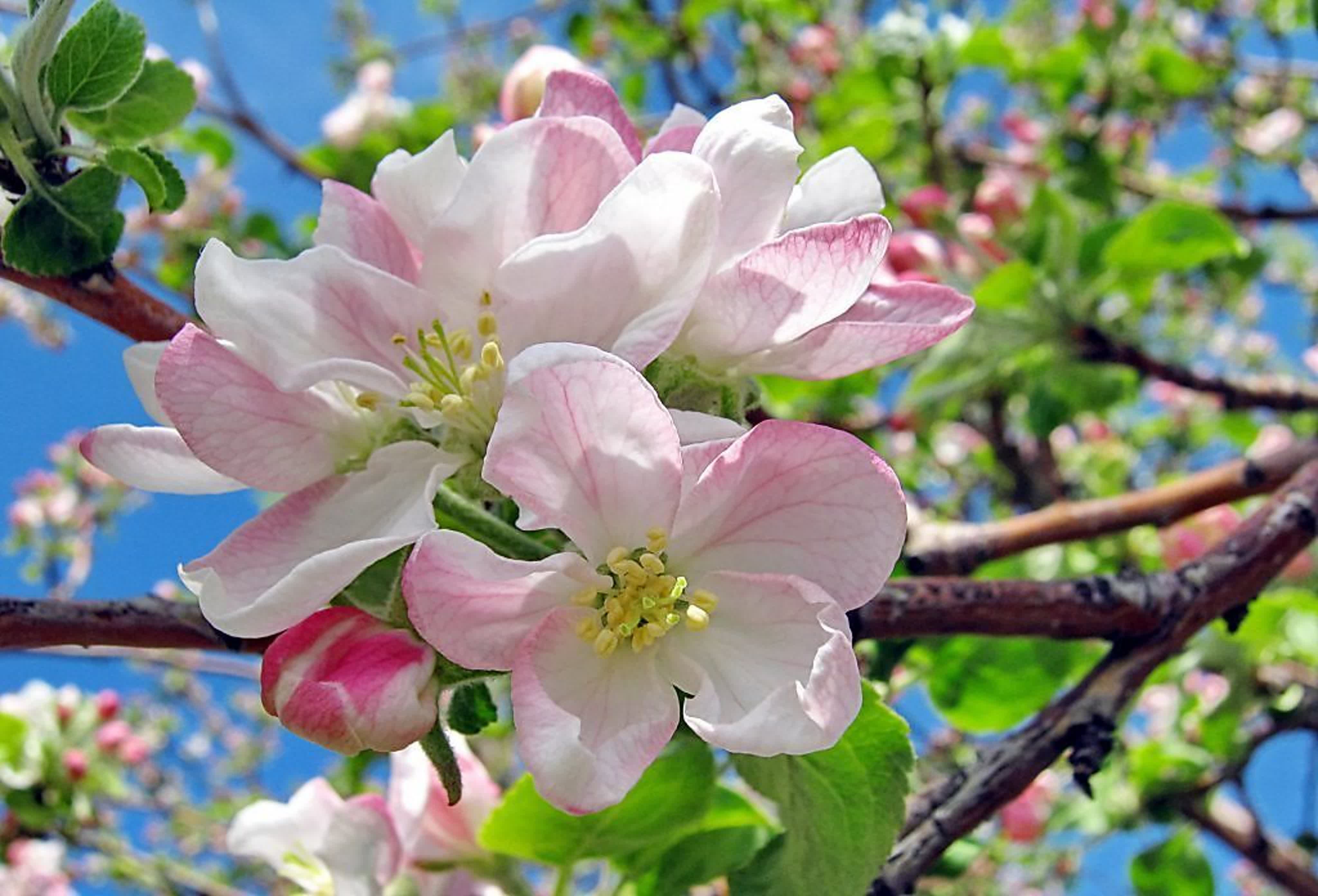 Яблоня Садовая цветение