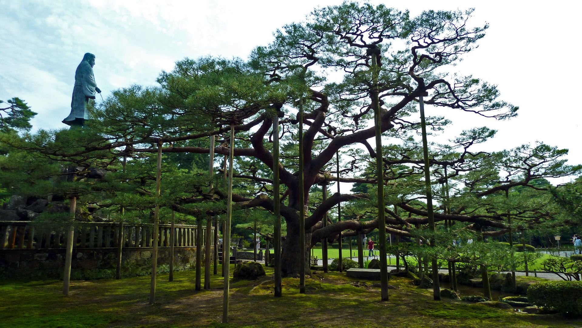 Священное дерево Японии