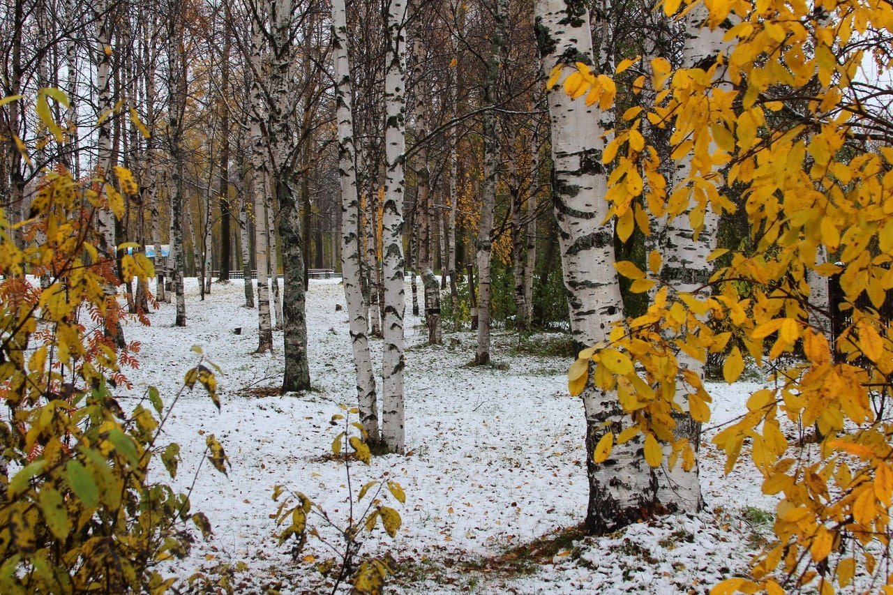Ноябрьские картинки. Первый снег. Снежная осень. Осень первый снег. Снег осенью.