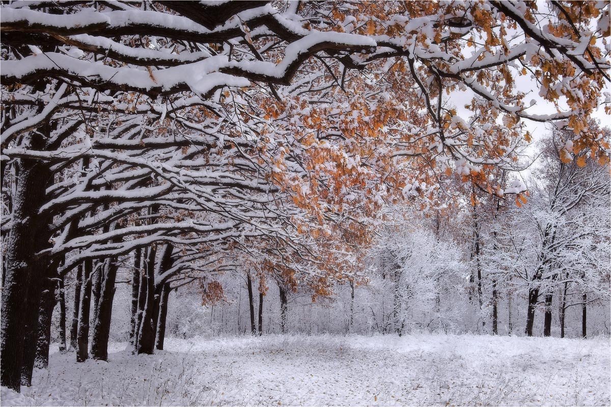 Самая поздняя зима. Ранняя зима. Ноябрь снег. Осенние деревья в снегу. Зимний лес в ноябре.