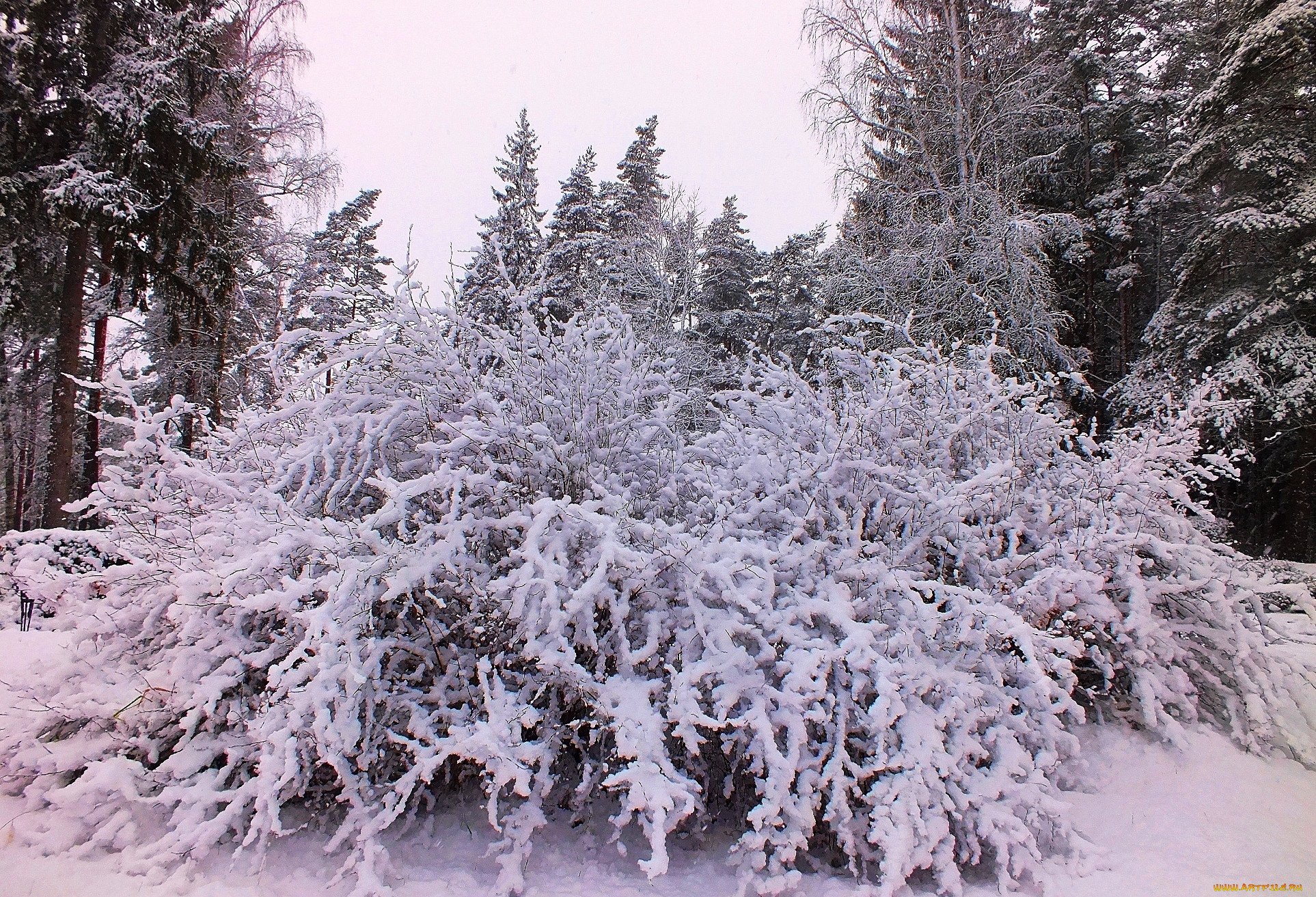 Сильный утренний мороз сковал. Кусты зимой. Кусты в снегу. Заснеженные кусты. Кусты под снегом.