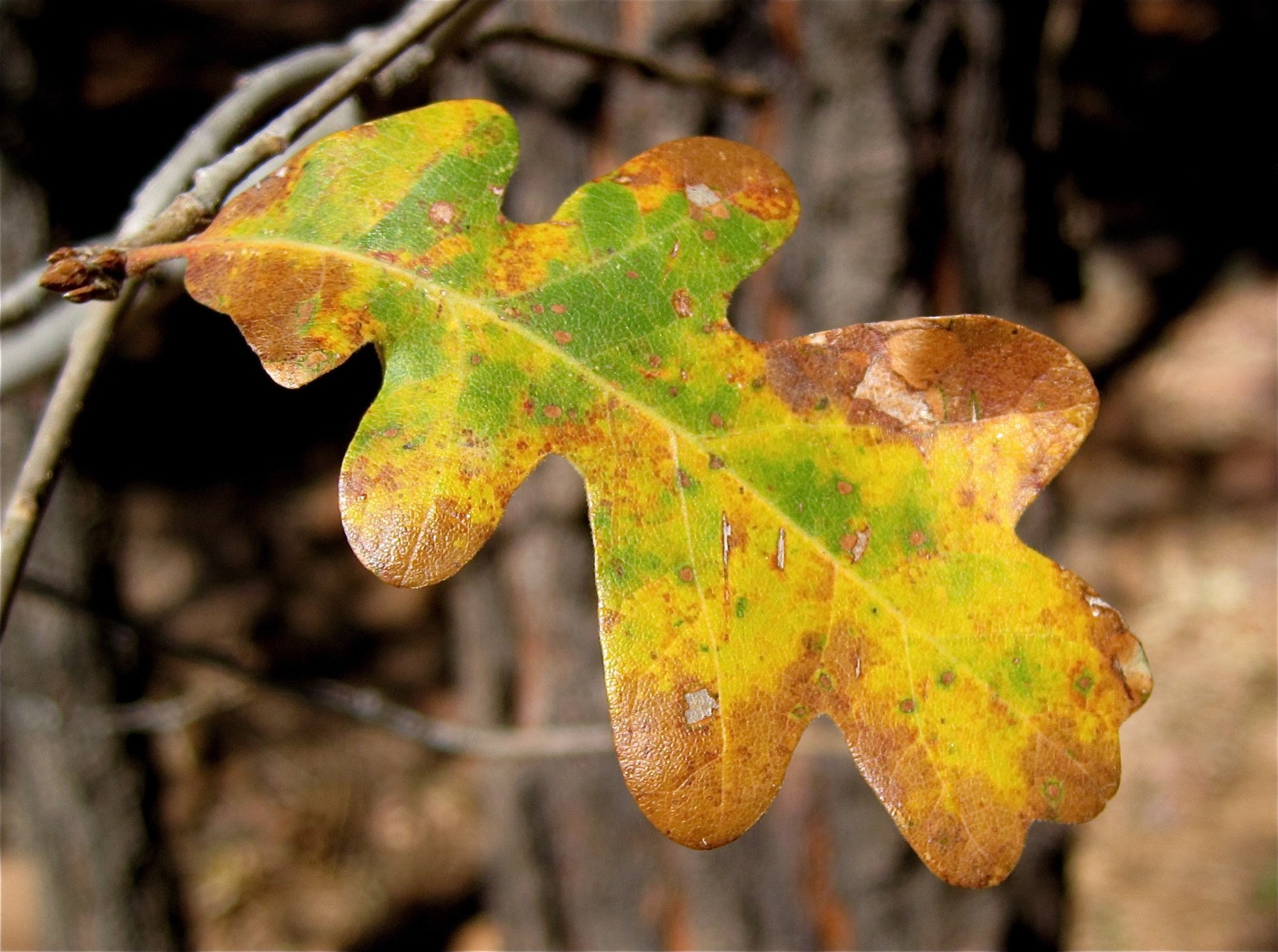 Листьев дуба. Дуб черешчатый осенью лист. Дуб черешчатый лист осенний. Дубовый лист. Осенние листья дуба.