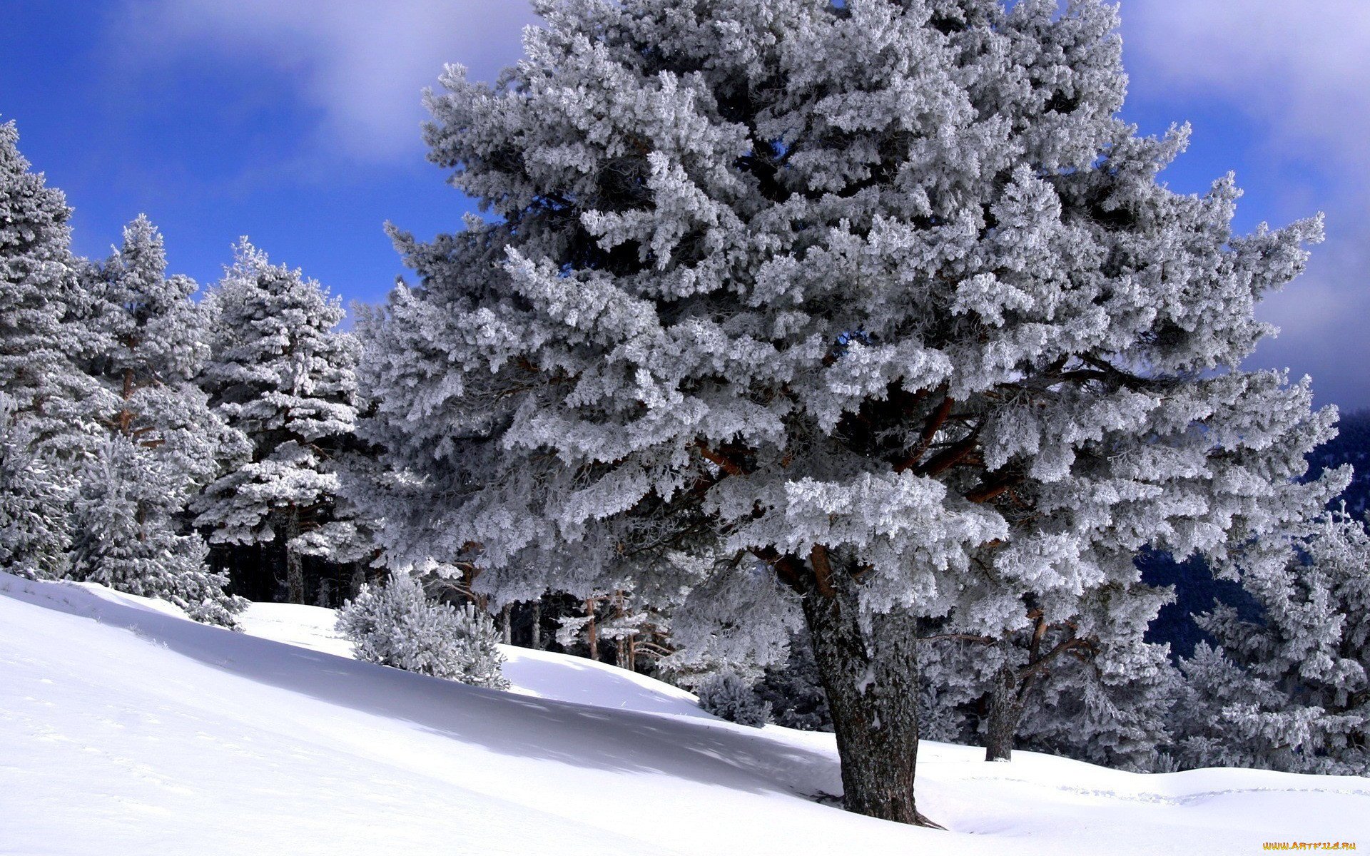 Гордума: деревья боятся соленого снега