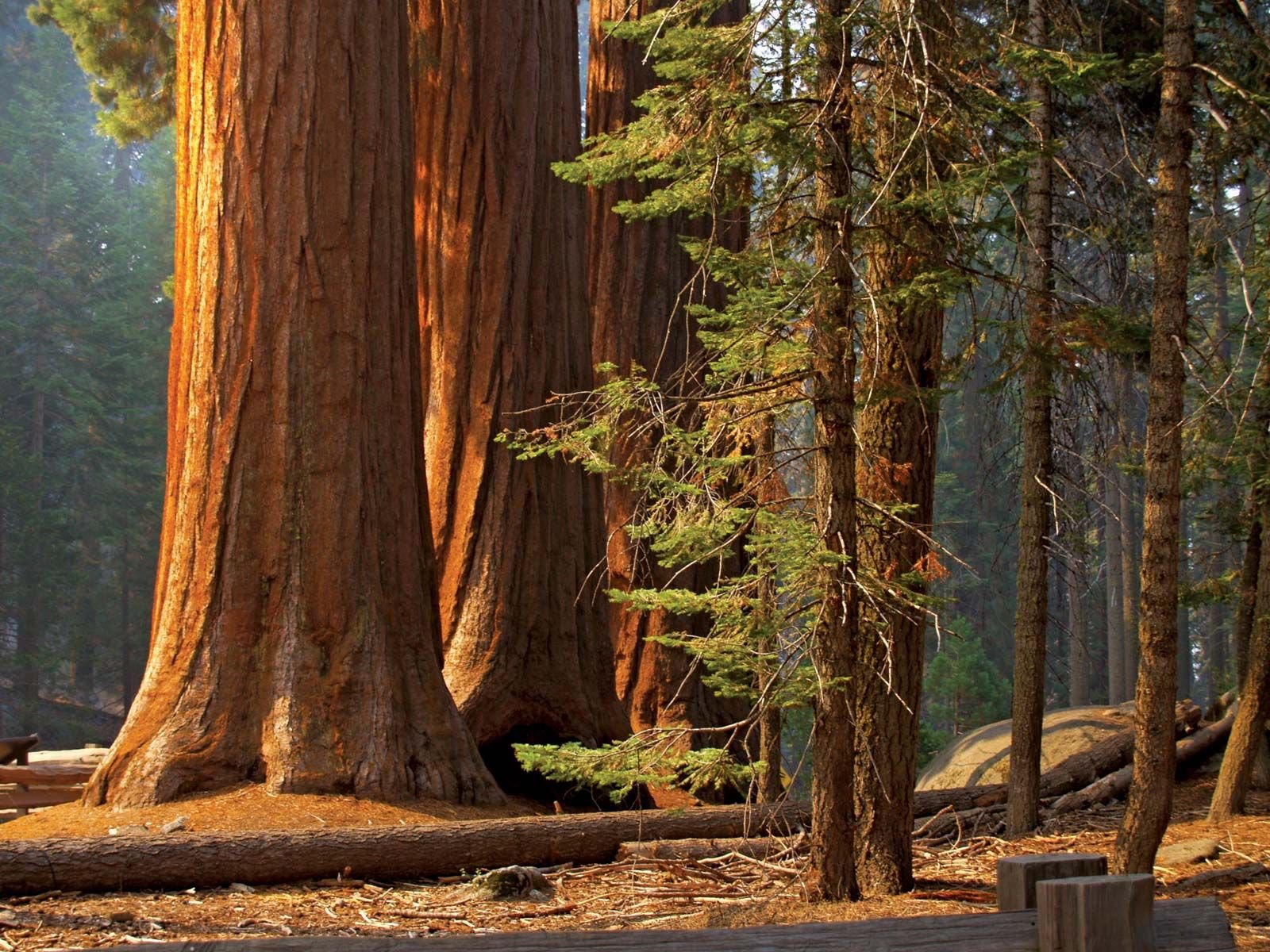 Самые большие дерево фото. Секвойя дерево. Национальный парк Секвойя США. Парк Секвойя Калифорния. Национальный парк Редвуд Секвойя.