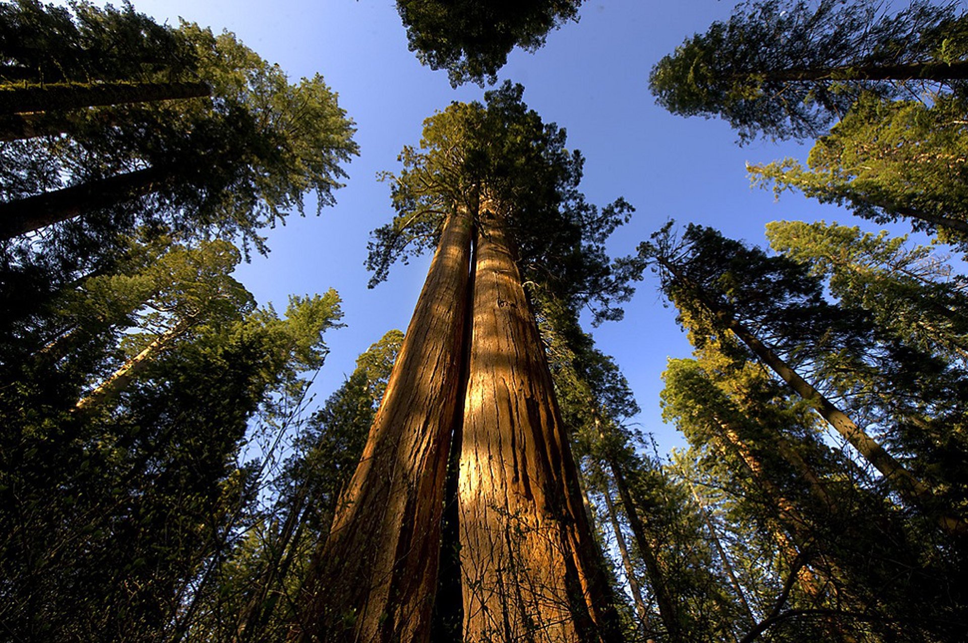 Самые большие дерево фото. Секвойя дерево. Секвойя вечнозеленая дерево. Калифорнийская Секвойя Гиперион. Секвойя Мамонтово дерево.