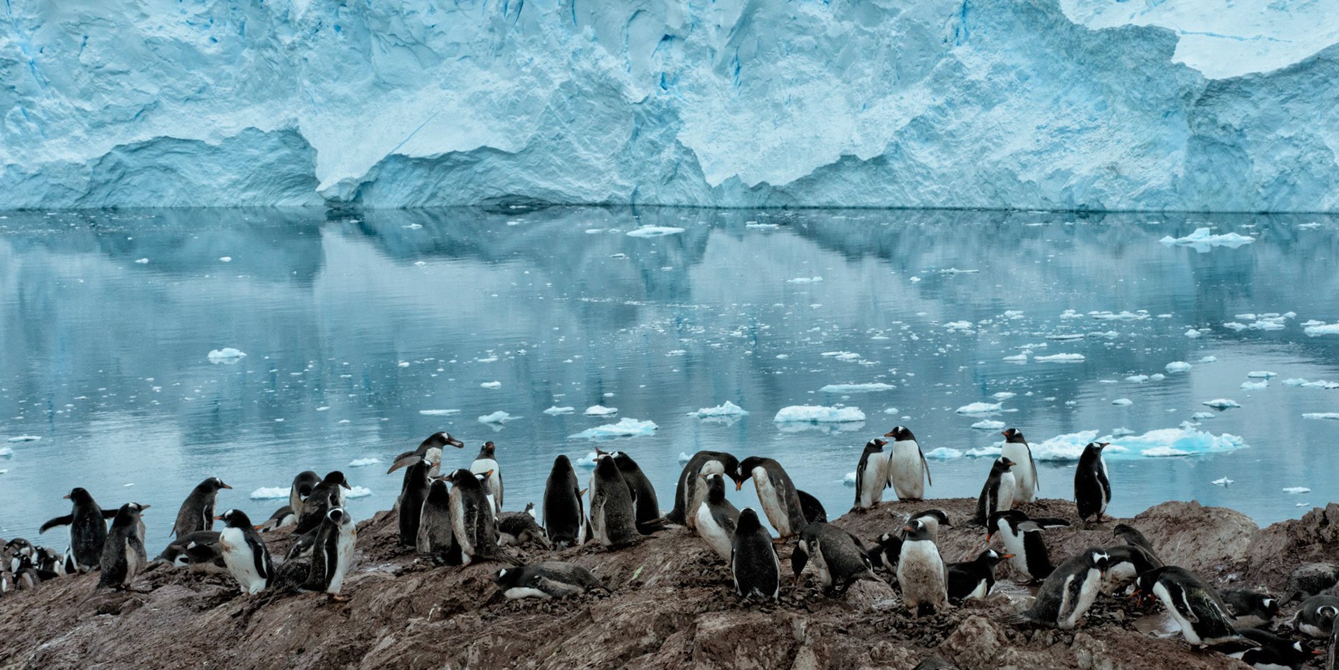 Пингвины живут на южном. Северный Ледовитый океан пингвины. Антарктида материк пингвины. Биосфера Антарктиды.