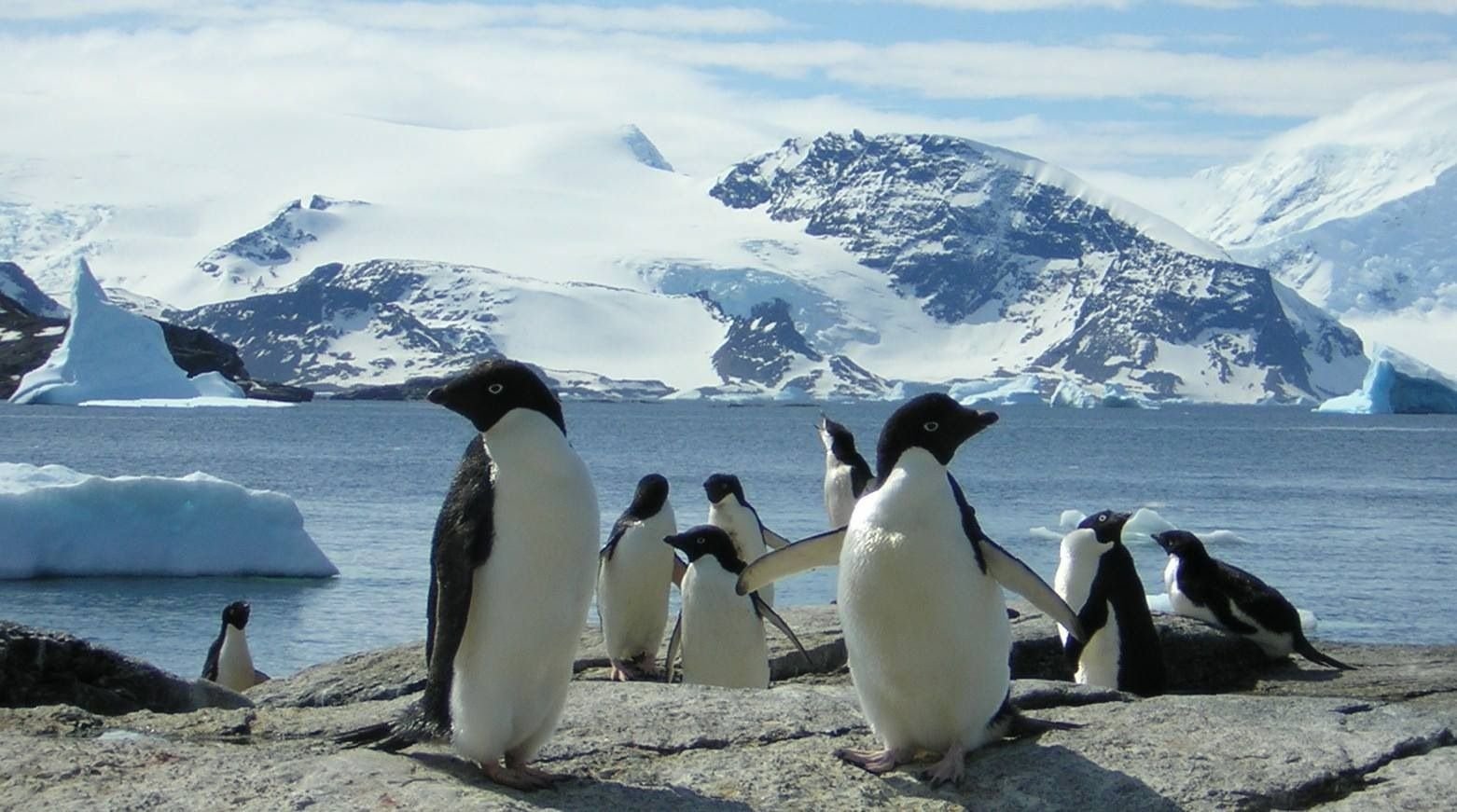 Где живут пингвины материк. Антарктида пингвины Адели. Северный Ледовитый океан пингвины. Пингвины в Антарктиде на карте. Животные Антарктиды и Антарктики.