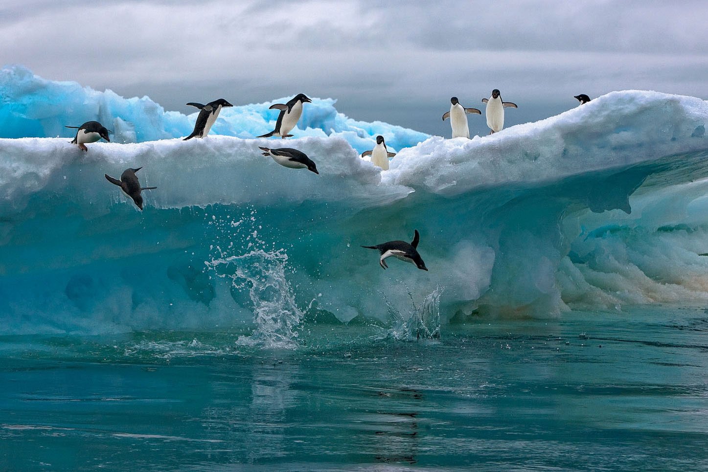 Северный ледовитый животный мир. Северный Ледовитый океан пингвины. Северный Ледовитый океан и Антарктида. Северный Ледовитый океан животные мир. Арктика Антарктика Антарктида.