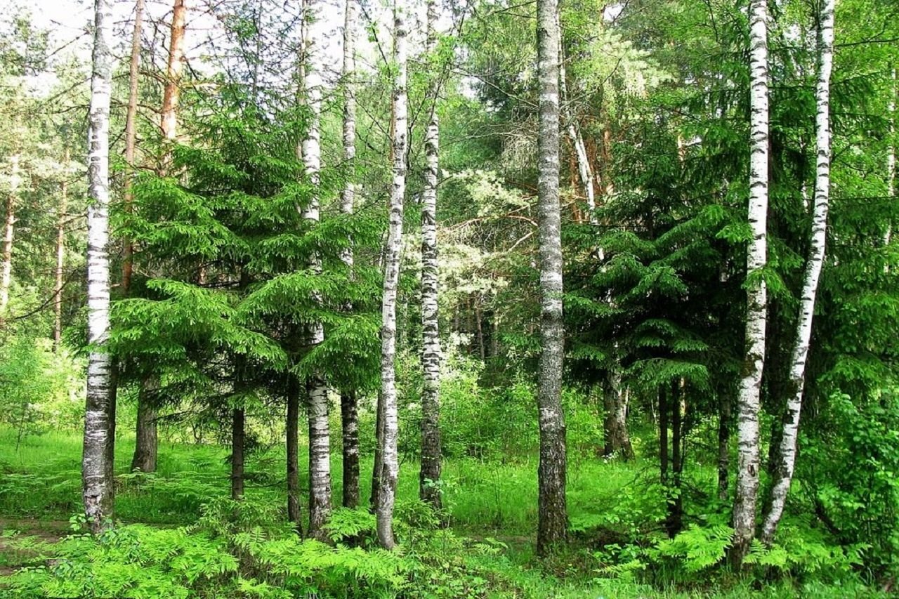 Природа смешанных лесов в россии. Смешанный лес ель береза. Хвойно-широколиственный лес. Елово широколиственный лес. Сосново Лиственный лес.
