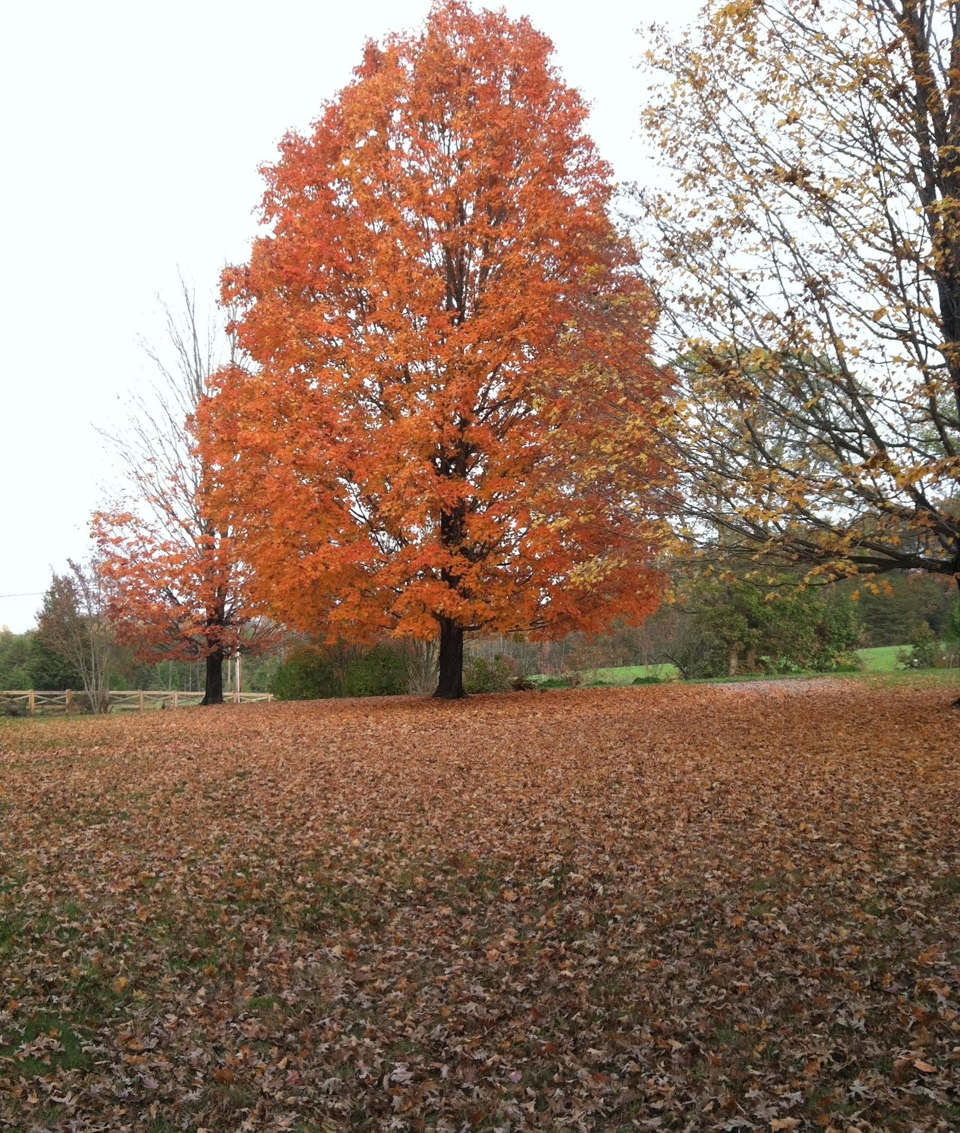 Клен без листьев. Клен дерево. Осеннее дерево. Деревья осенью. Осенние лиственные деревья.