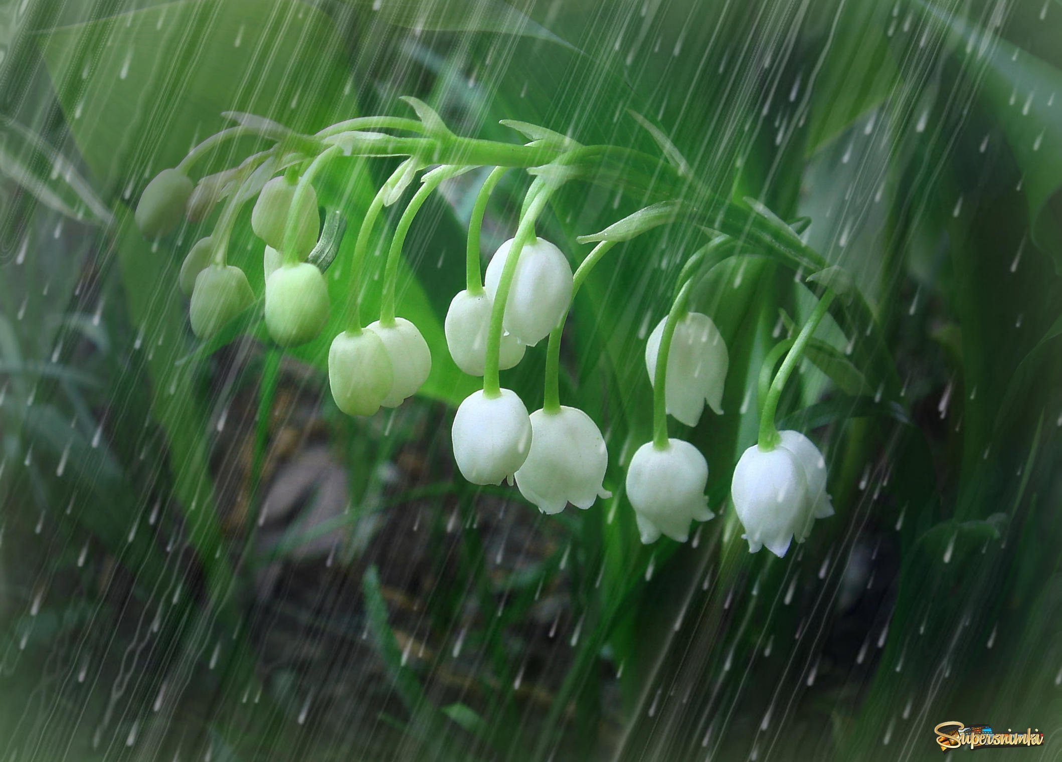 Весною дождь какой. Весенний дождь. Дождь весной. Весенний ливень.