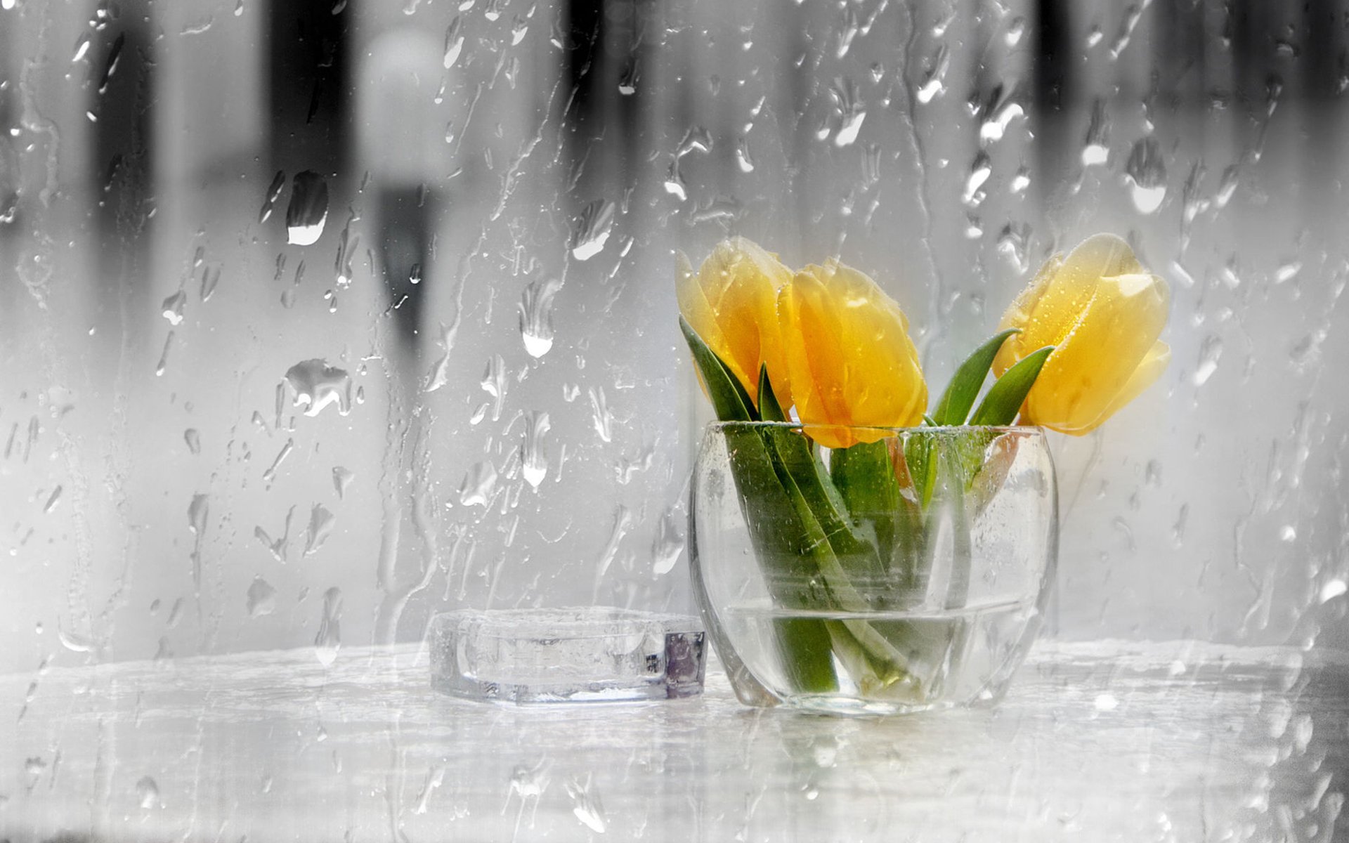 Дождливое весеннее утро. Весенние цветы на окне. Весенний дождик. Цветы за стеклом.