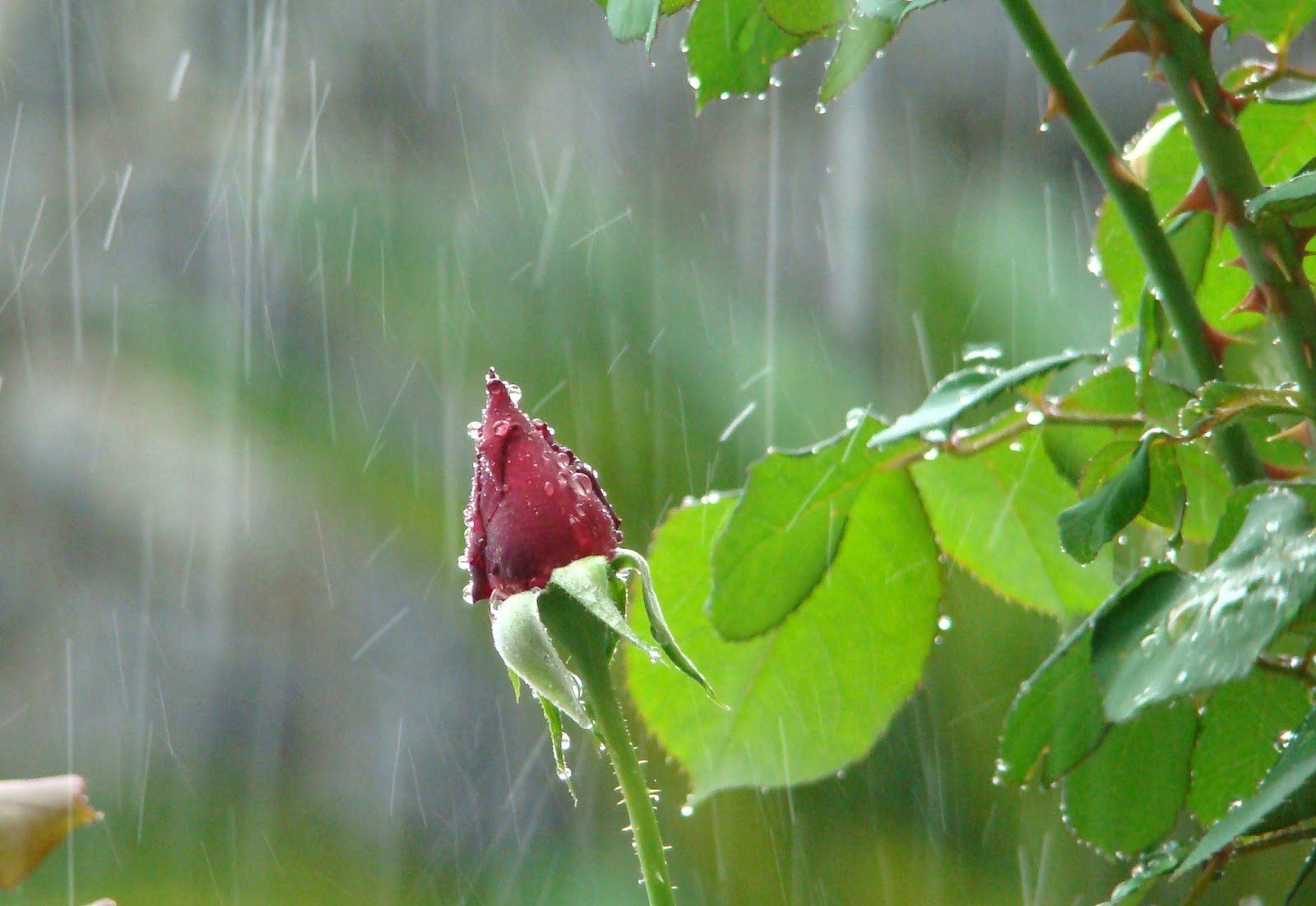 Дождливый Весенний День