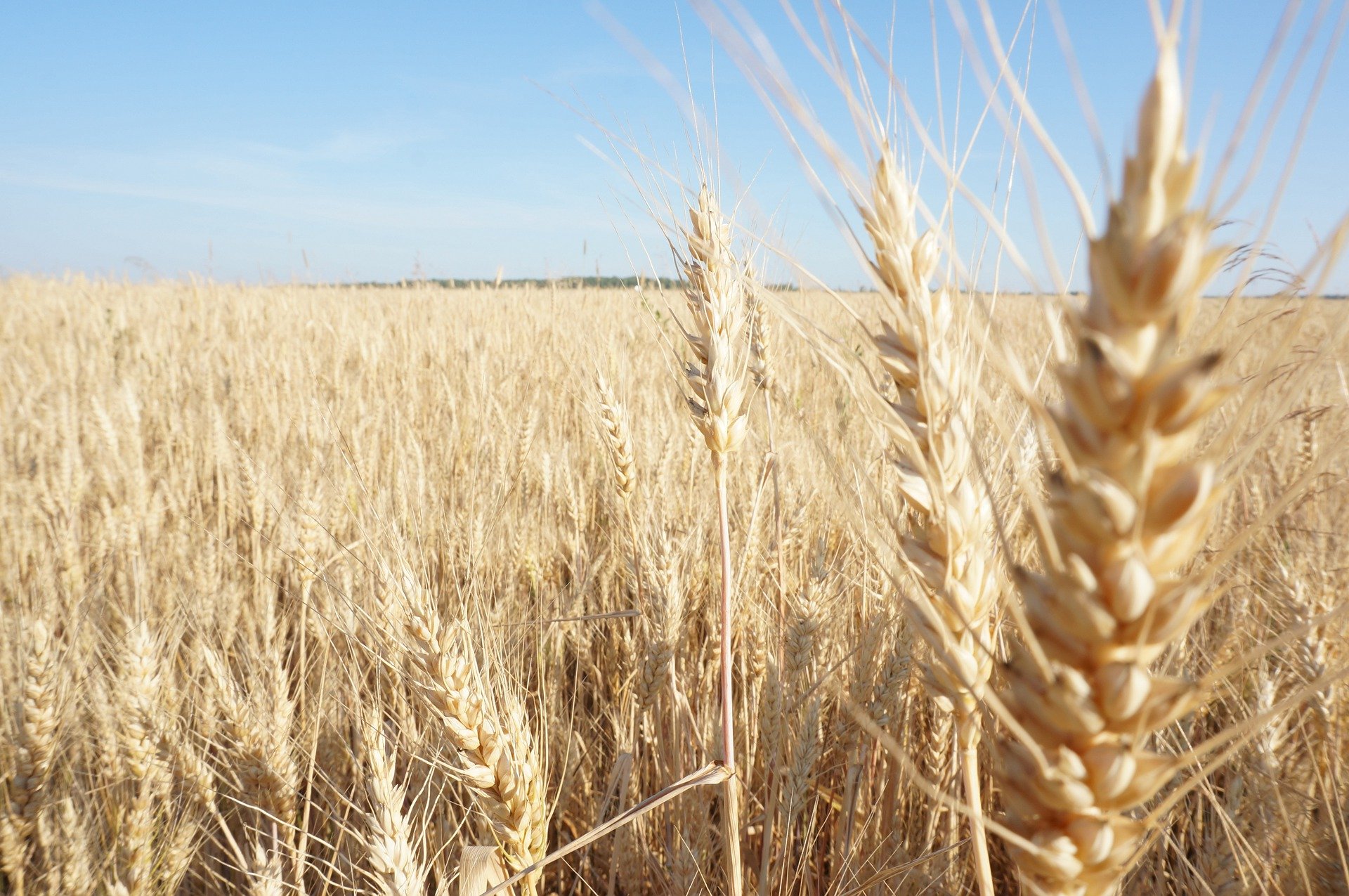 Е пшеничный. Пшеница однозернянка. Дикая однозернянка пшеница. Поле пшеницы. Пшеничные поля России.