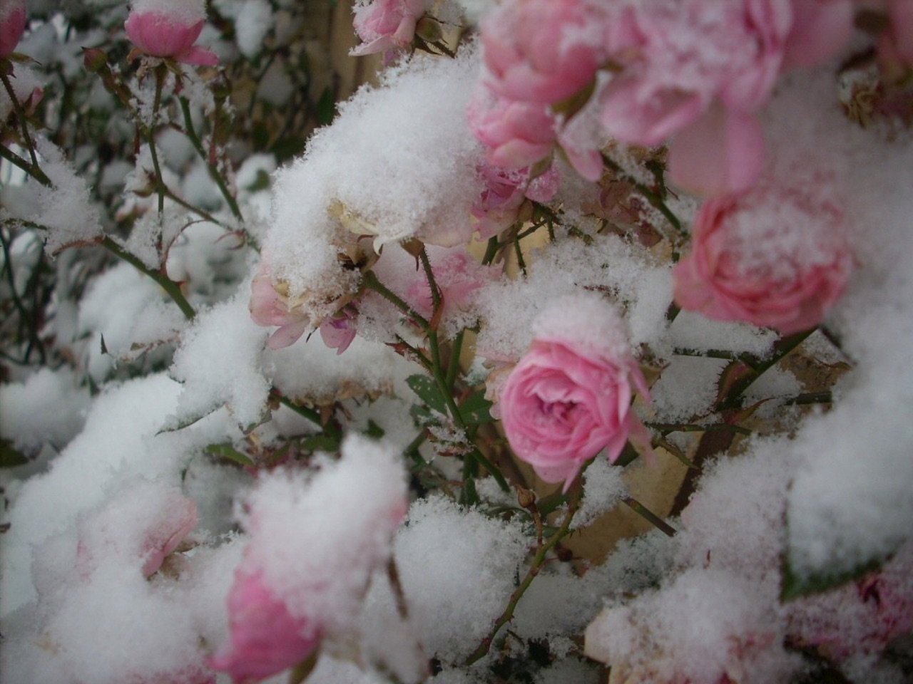 Розовая зима