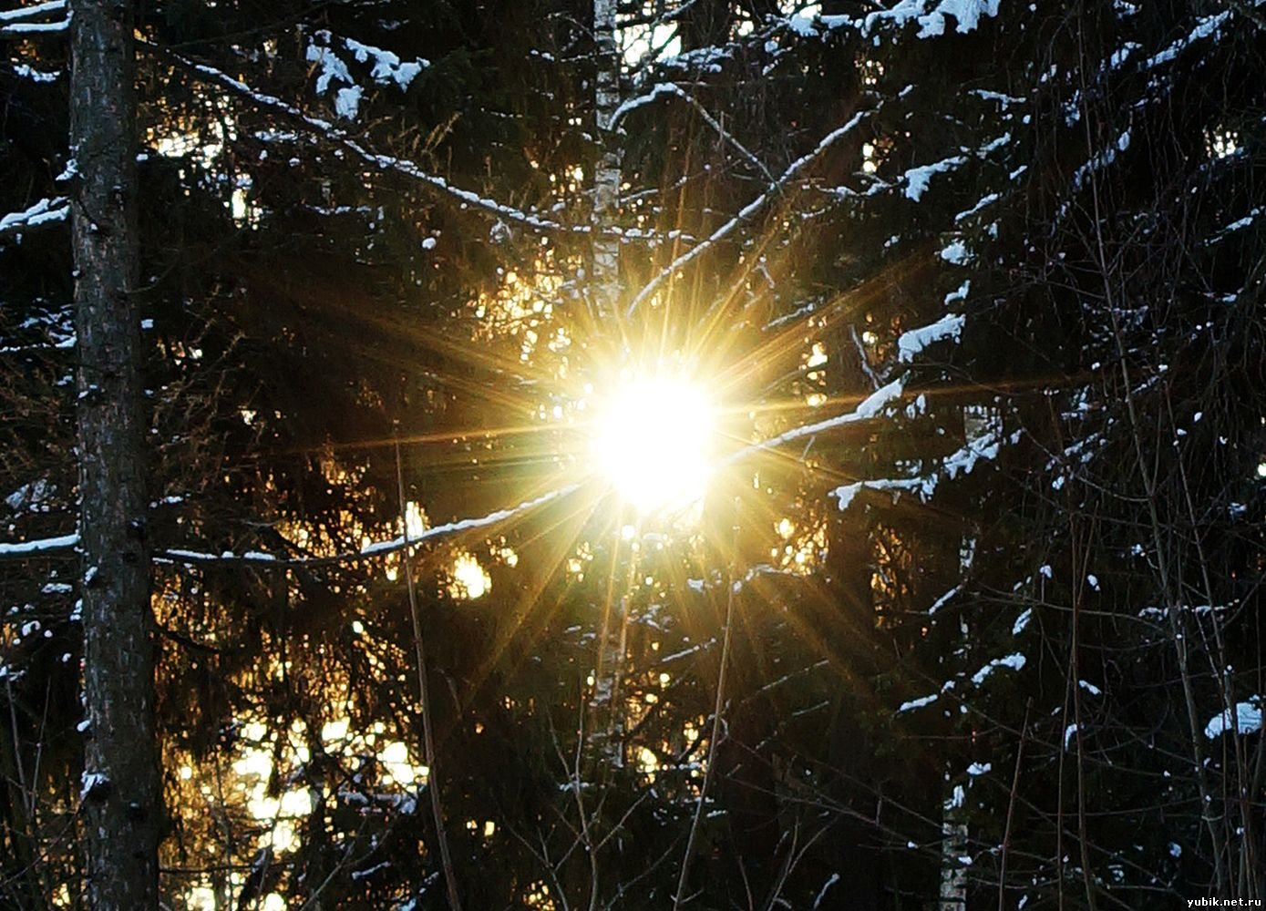 Хвойный солнечный. "Солнце в лесу". Солнечный лес.
