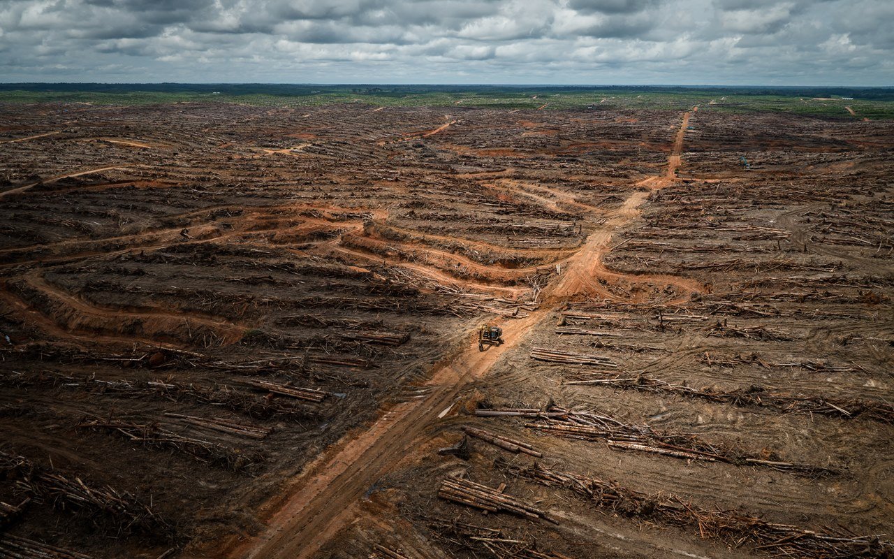 Обезлесивание. Обезлесение Перу. Обезлесение и опустынивание. Вырубка лесов. Вырубка лесов и опустынивание.