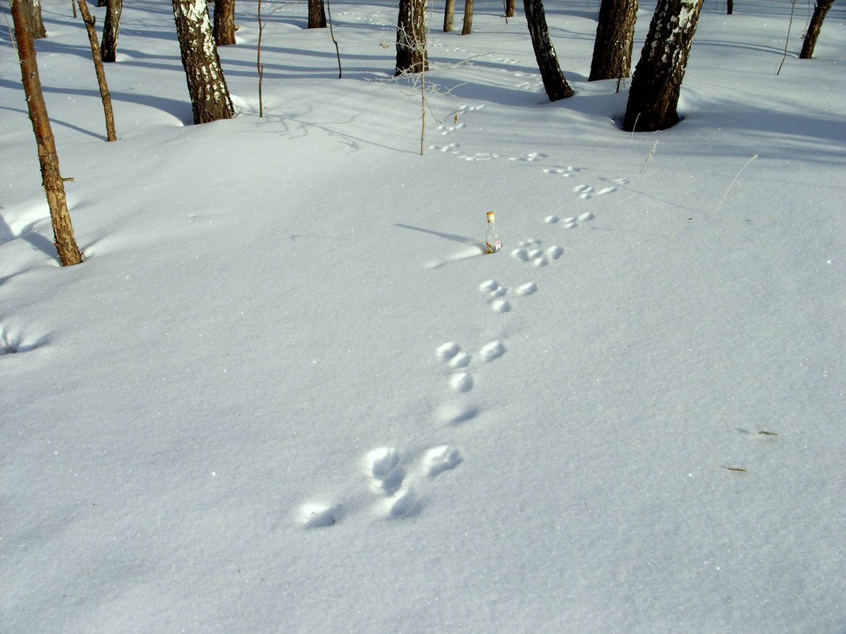Вид заячьих следов. Следы зайца беляка. Следы зайца русака. Следы зайца русака на снегу. Следы зайца беляка на снегу.
