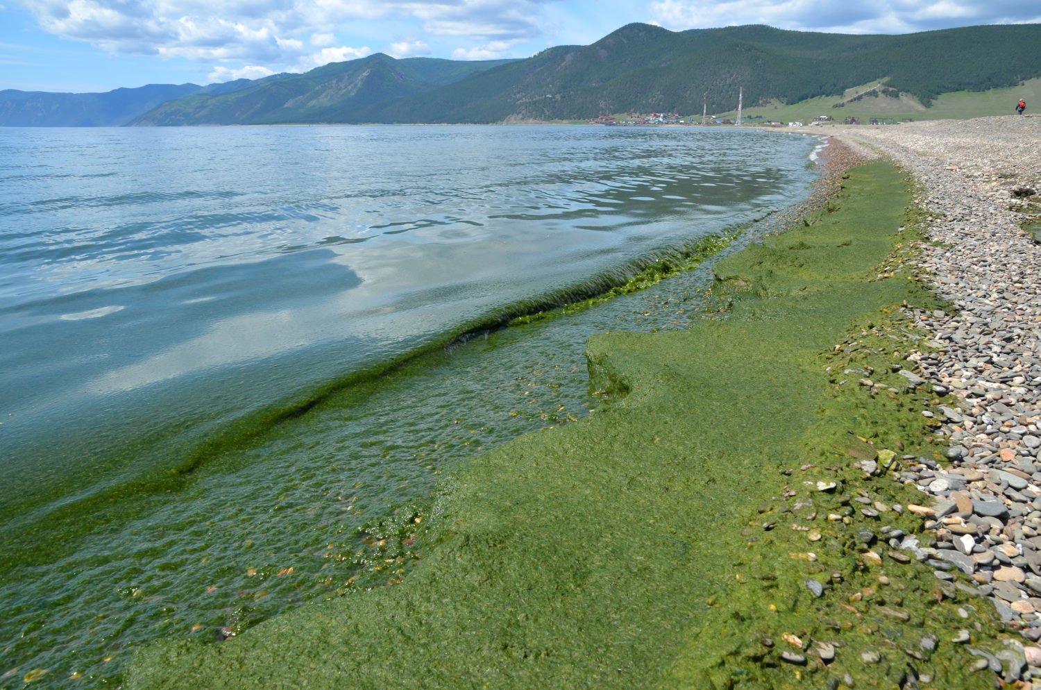 Байкал водоросли спирогиры