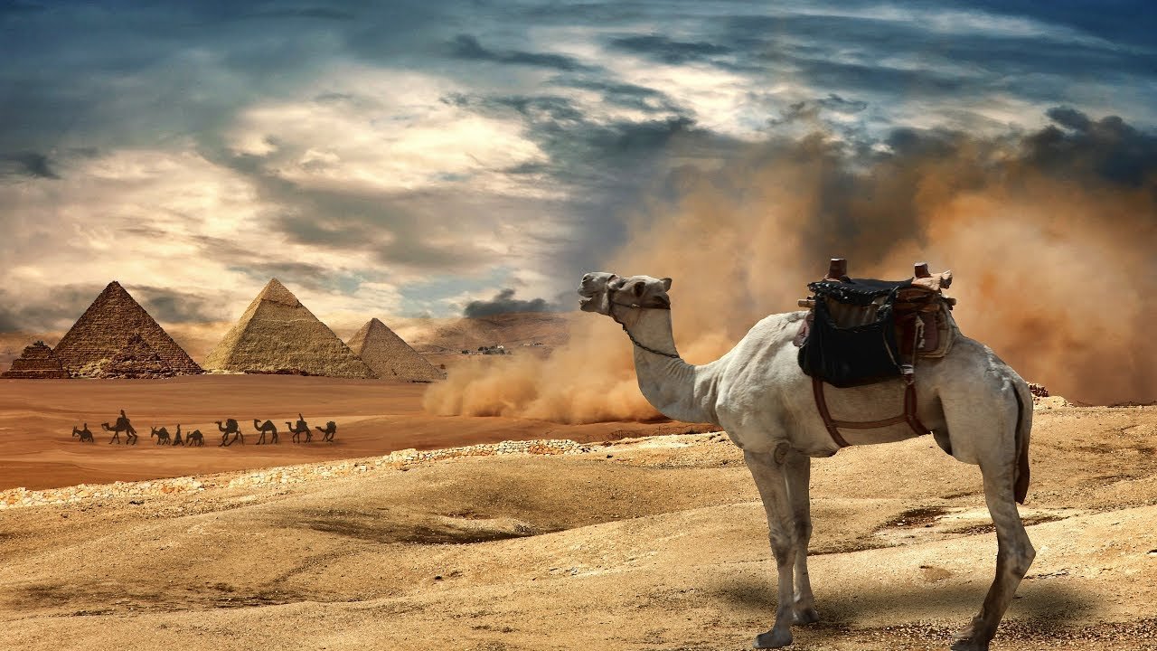 Караван полей. Песчаная буря в пустыне сахара. Верблюд в пустыне. Караван в пустыне. Караван верблюдов в пустыне.